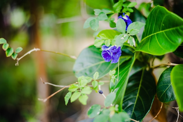 写真 バタフライエンドウ豆の花またはブルーピー、ブルーベルバイン、コルドファンエンドウ、木の上のチョウマメ