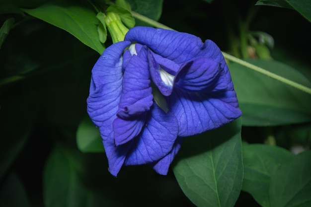 나비 완두콩 꽃,이 꽃은 파란색과 보라색으로 태국 디저트를 만드는 데 사용할 수 있습니다.
