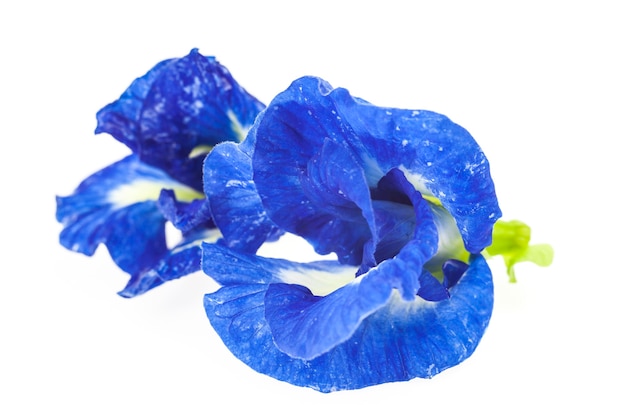 Butterfly Pea flower on white background.