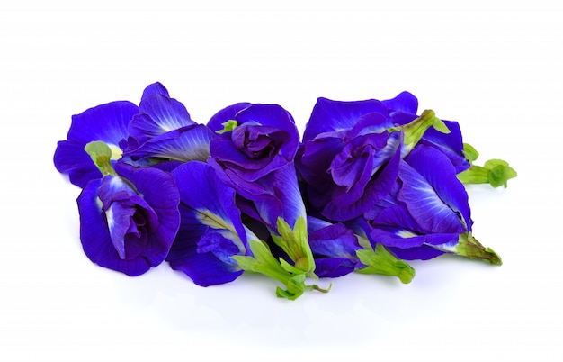 Butterfly pea flower on white surface