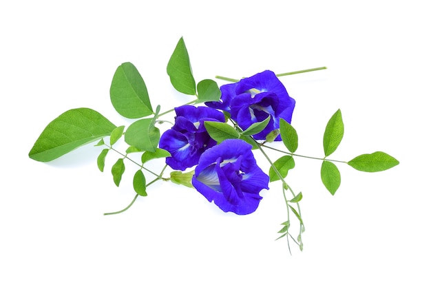 Butterfly Pea flower on white