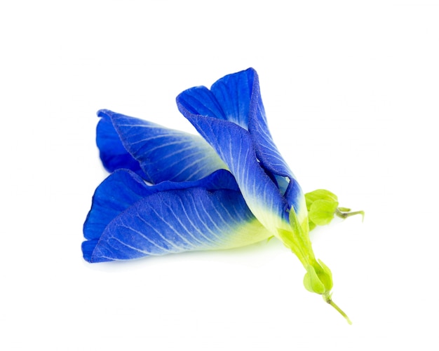 Photo butterfly pea flower