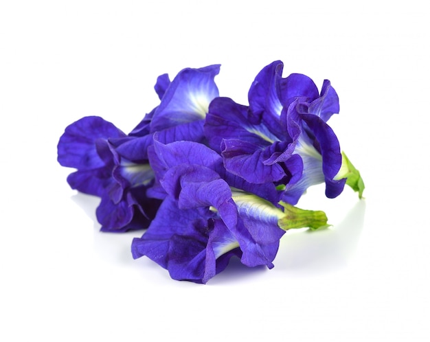 Butterfly Pea flower