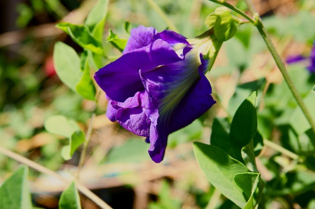 バタフライエンドウ豆の花