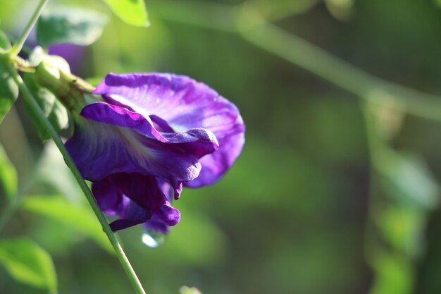 Butterfly pea fresh flowers on the garden Asian Herb 