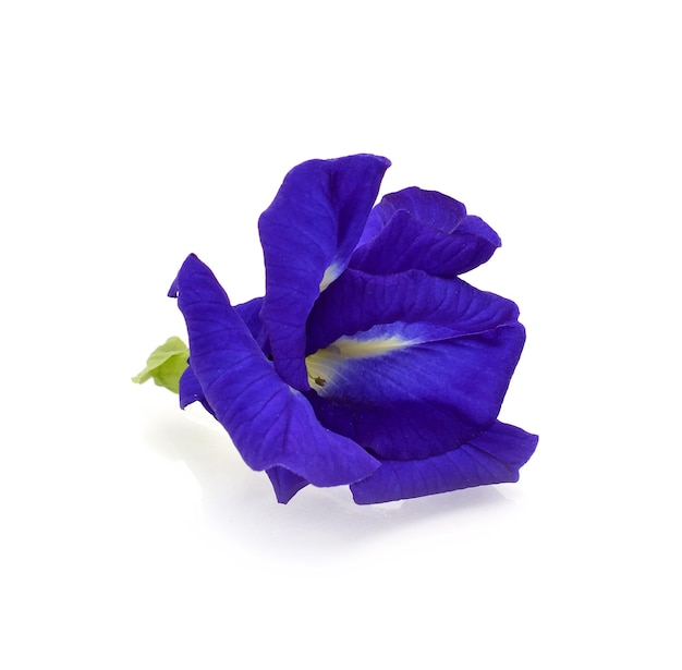 Butterfly Pea geïsoleerd op witte achtergrond