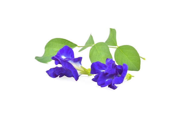 Butterfly Pea isolated on white background