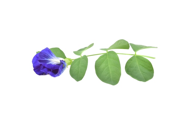 Photo butterfly pea isolated on white background