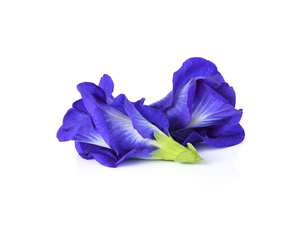 Butterfly Pea isolated on white background