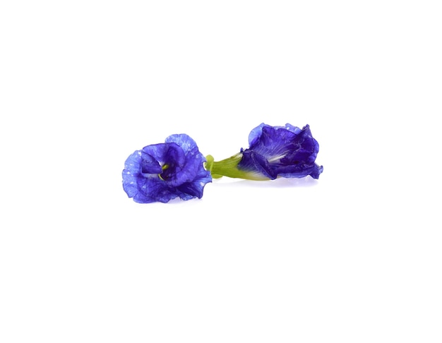 Butterfly Pea isolated on white surface