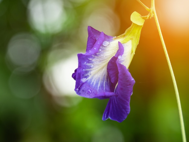 Butterfly pea paars