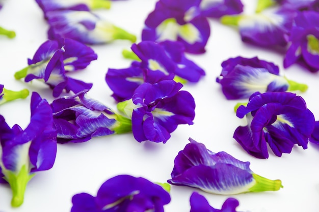 Butterfly Pea, Purple On White Background. Selective Focus