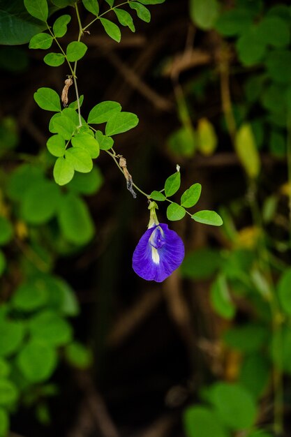 butterfly pea on tree