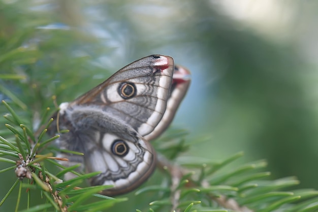 蝶の孔雀の目夜行性/昆虫美しい蝶の孔雀の目、野生で