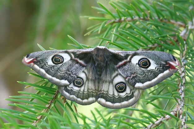 butterfly peacock-eye nocturnal / insect beautiful butterfly peacock-eye, in the wild