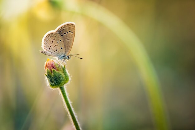 a butterfly perched on the beautiful leaves