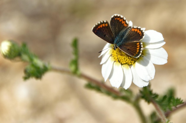 Butterfly perched on a daisy with an out of focus background.