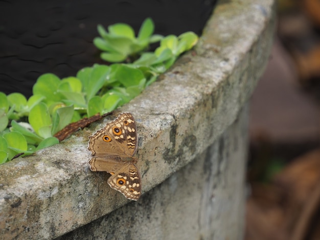 A butterfly perched on the edge of the basin.