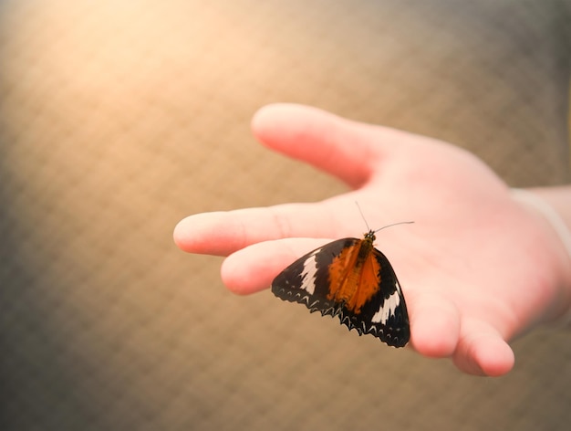 Butterfly perched on a girl's hand with sunlightÂ 