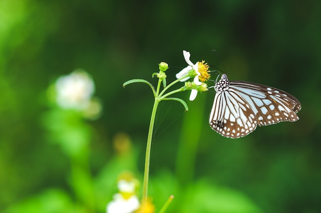 Бабочка сидит на пуговицах пальто цветы или цветы мексиканской ромашки цветут