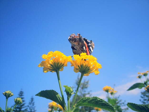 写真 黄色い野花の上に座っている蝶