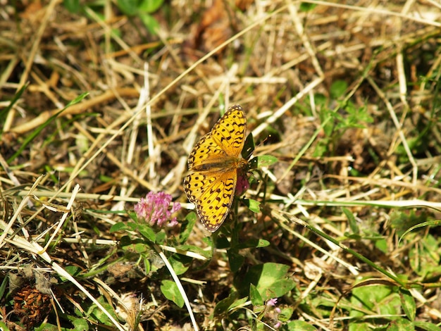 Photo butterfly perching on flower in field