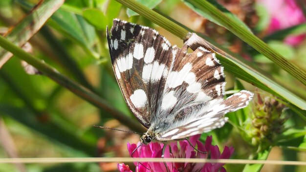 Butterfly perching on flower