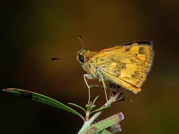 Photo butterfly perching on flower