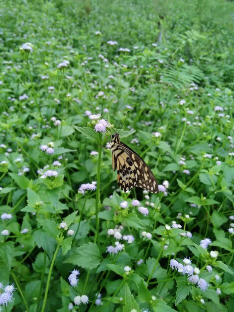 Butterfly perching on flower