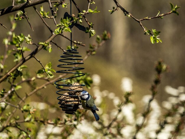 Foto farfalla appollaiata su un fiore