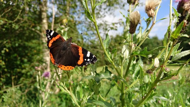 Foto farfalla appollaiata su un fiore