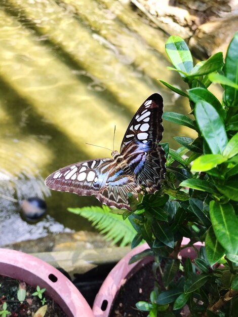 Butterfly perching on leaf