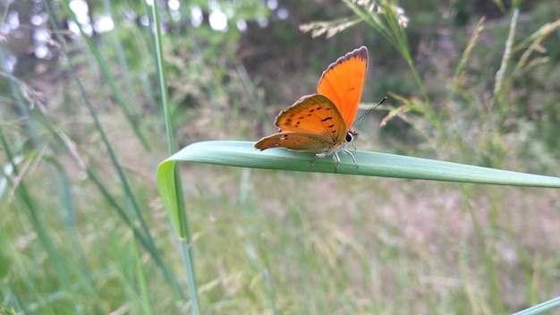 Photo butterfly perching on leaf