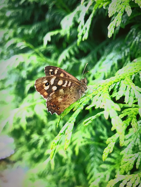 Photo butterfly perching on leaf