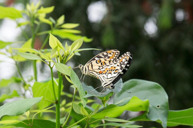 사진 잎 위 에 앉아 있는 나비