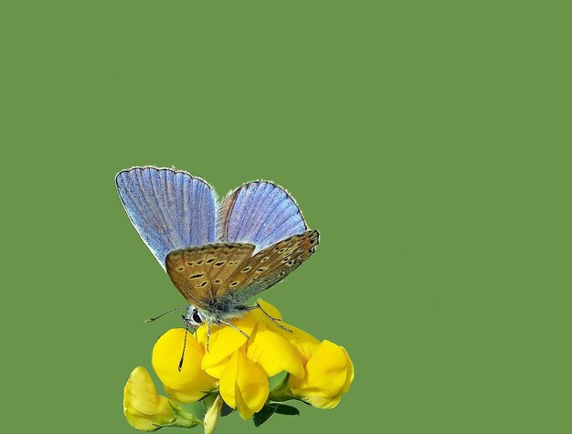 Photo butterfly perching on yellow flower