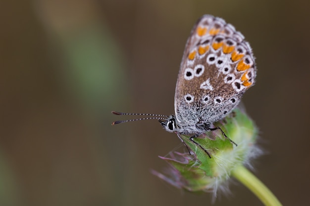 自然環境で撮影された蝶。