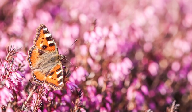 Butterfly on pink Erica Carnea flowers in early spring