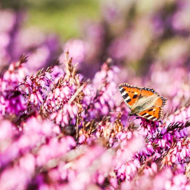 Farfalla sui fiori rosa di erica carnea all'inizio della primavera