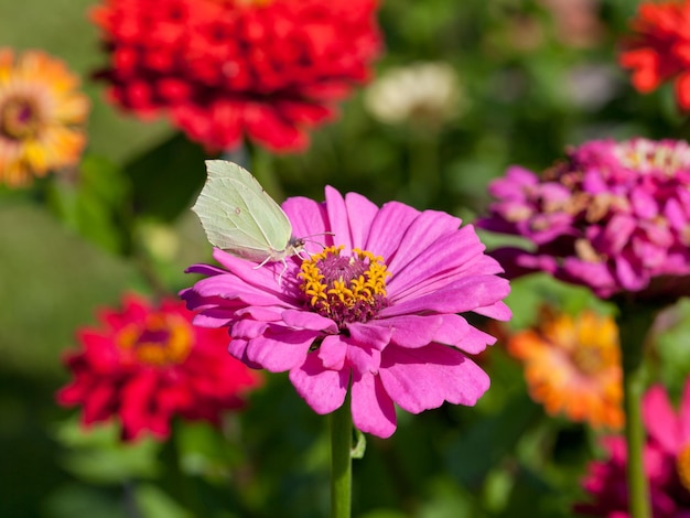 ピンクの花に蝶をクローズ アップ