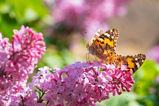 Butterfly on pink lilac flowers