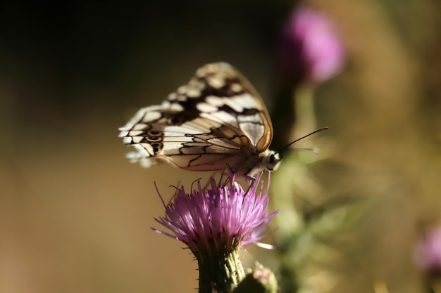 Farfalla sul cardo rosa sfondo della natura