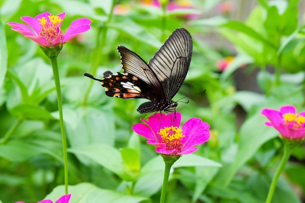 Farfalla sul fiore rosa zinnia