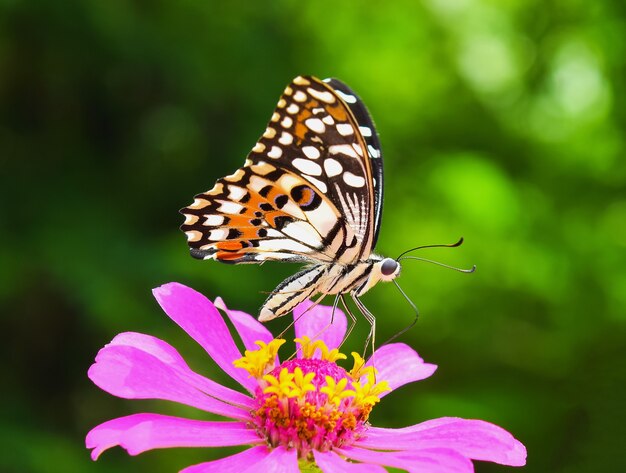 Farfalla sul fiore rosa zinnia