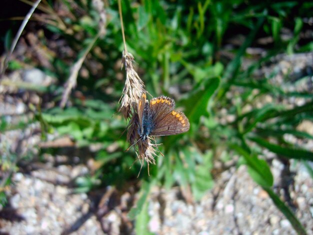 Butterfly on a plant in green foliage photo