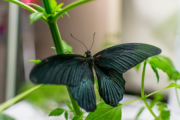 Butterfly on the plant marijuana