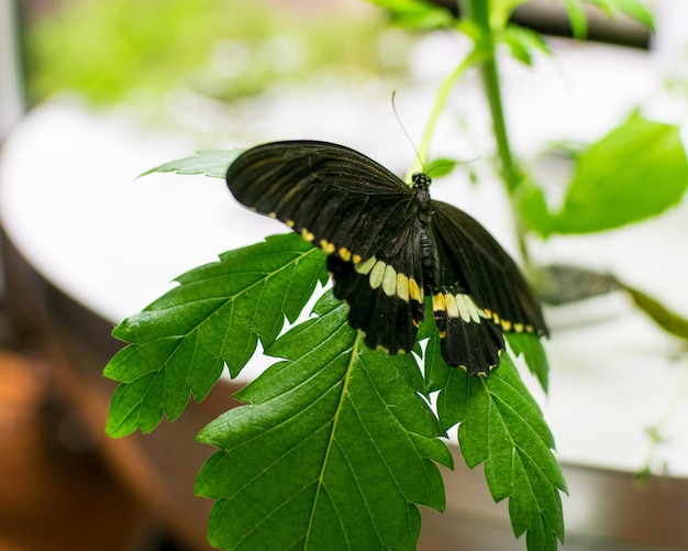 Butterfly on the plant marijuana