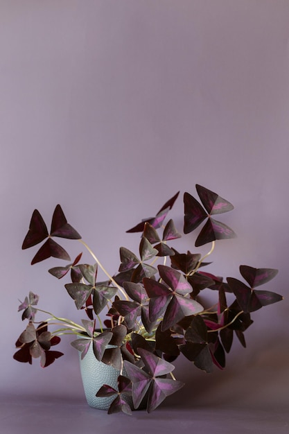 Foto pianta della farfalla o pianta di oxalis triangularis