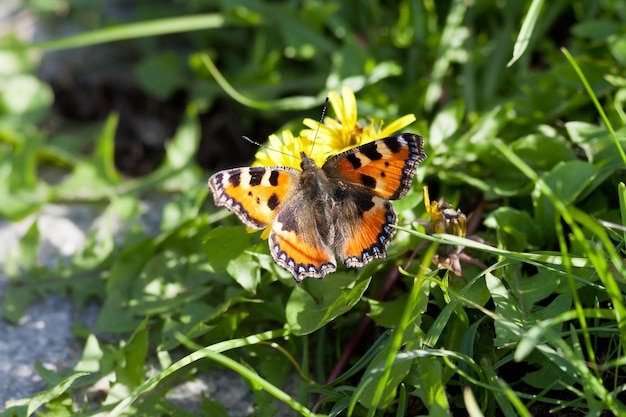 Photo butterfly on plant