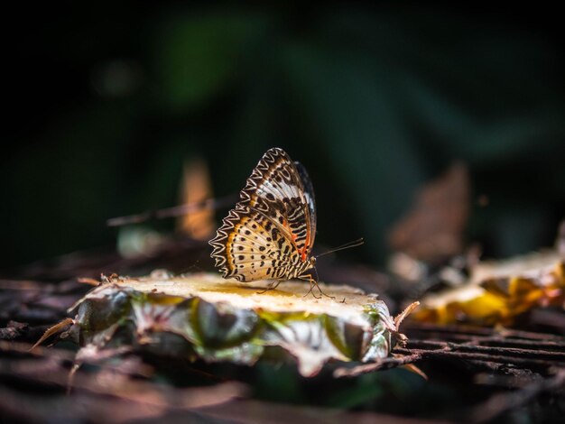 Foto farfalla sulla pianta